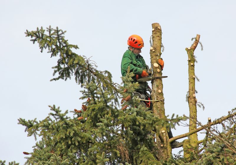 Local Tree Trimming Service pros at work