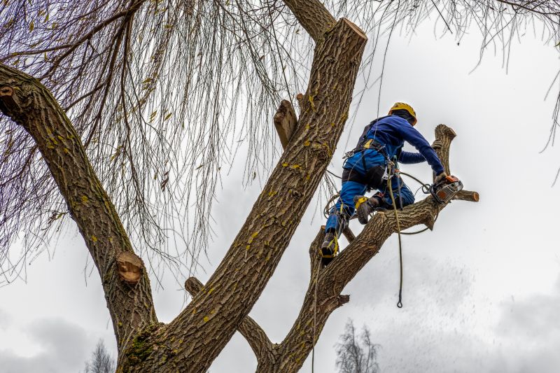 Tree Trimming Service