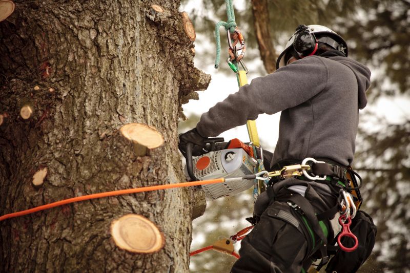 Inside a Tree Trimming Operation