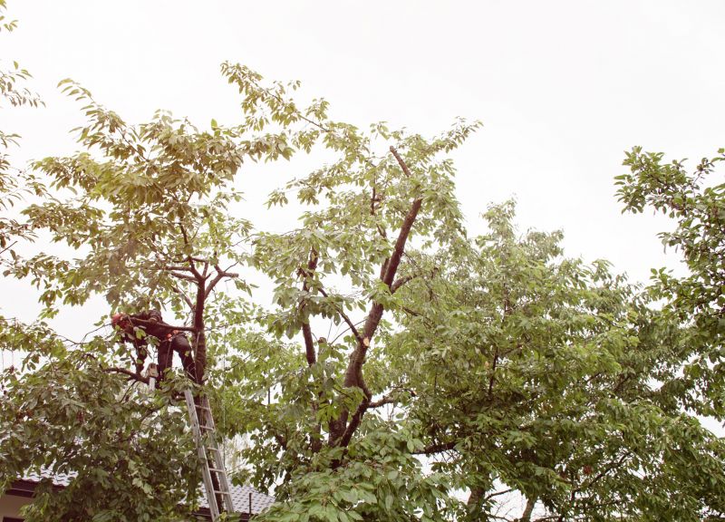 Products For Tree Trimming Service in use