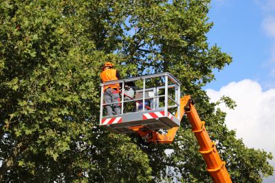 Arborist Climbing