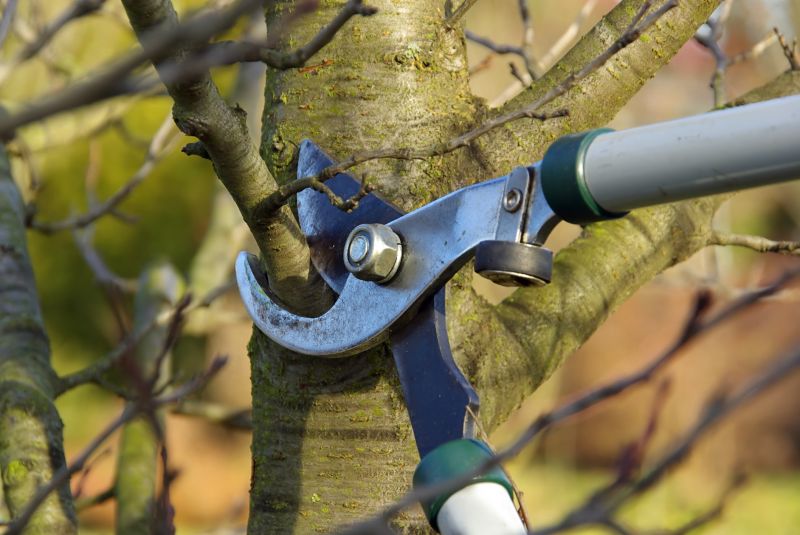 Tree Pruning Tools
