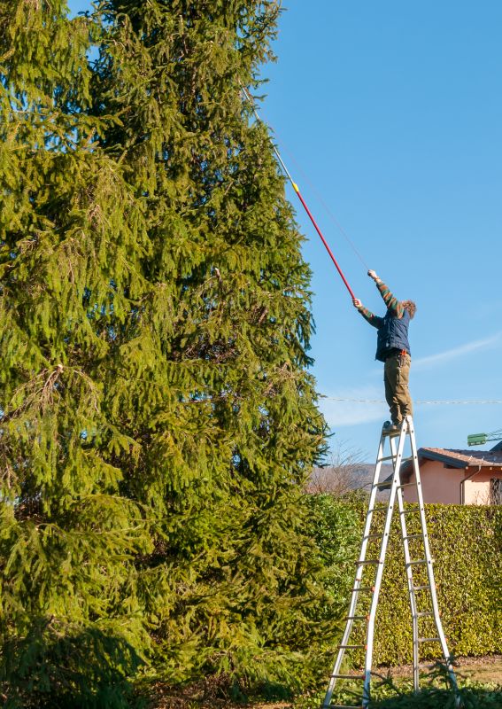Tree Trimming Process
